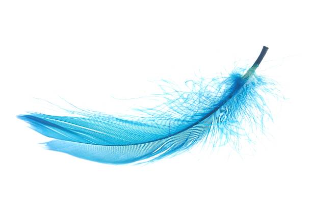 feather stock photo