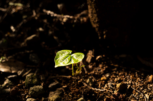 A green sprout under sunbeams in a forest.