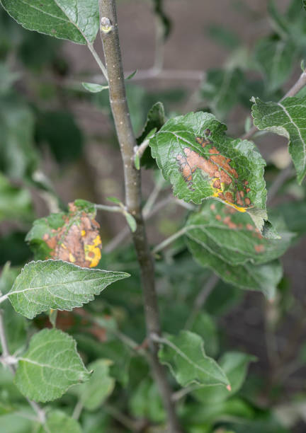 istock Apple tree branch with green leaves affected by a fungal disease rust 1339270210