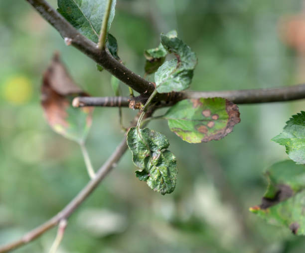 istock Apple tree branch with green leaves affected by a fungal disease rust 1339270242