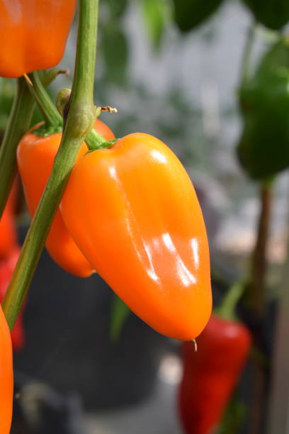 istock sweet orange paprika 1339271481