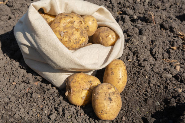 istock Fresh white potatoes in a bag are in the field 1339272972