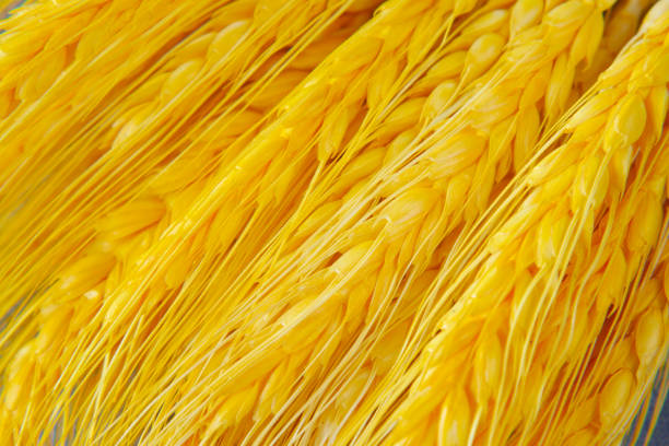 istock detail shot of wheat spikelets on table 1339273067