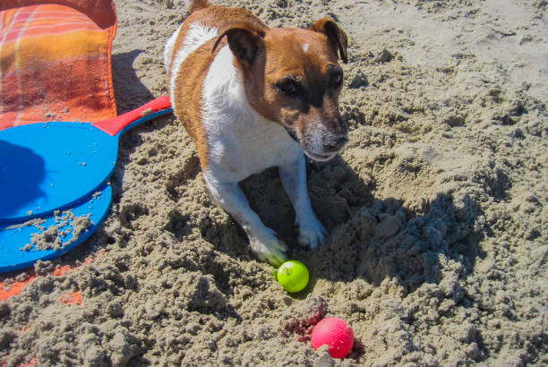 istock Holidays with Dog on Coast 1339273139
