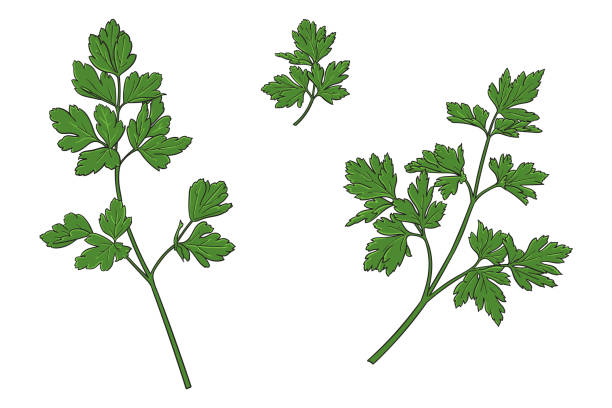 illustrazioni stock, clip art, cartoni animati e icone di tendenza di illustrazione vettoriale del prezzemolo - parsley