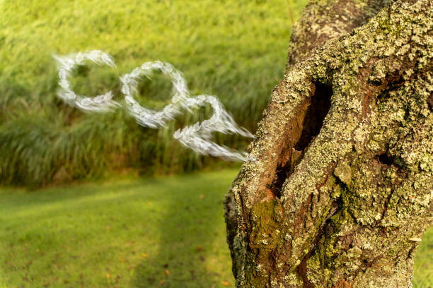 redukcja emisji dwutlenku węgla - lumber industry reforestation tree forest zdjęcia i obrazy z banku zdjęć