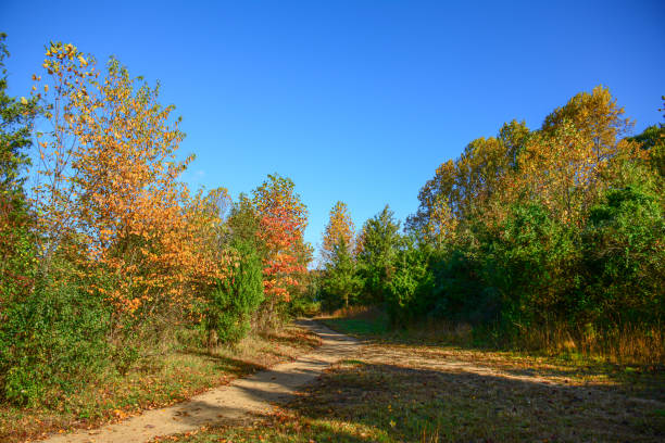 istock Colorful trail path in the park on a bright nice sunny day. 1339277197