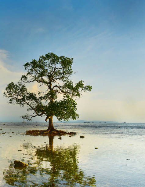 istock Sunrise and Mangrove 1339277310
