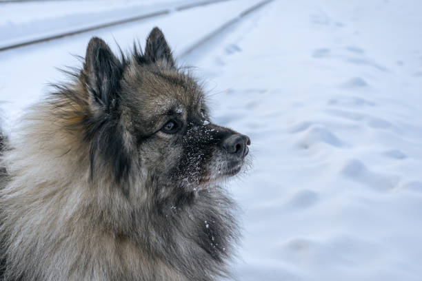 istock Muzzle of a dog Keeshond breed close up 1339278536