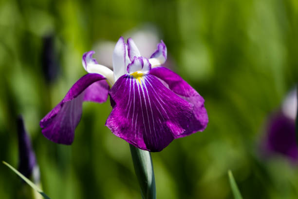 istock Iris in full bloom, Chiba Prefecture, Japan 1339278605