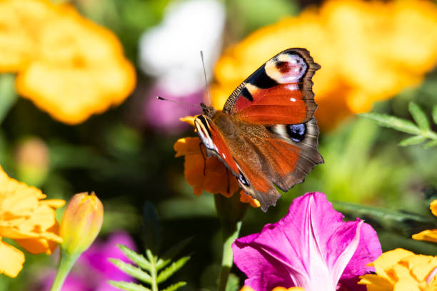 istock Peacock butterfly drinks nectar while sitting on a pink flower close-up on a dark background 1339279566