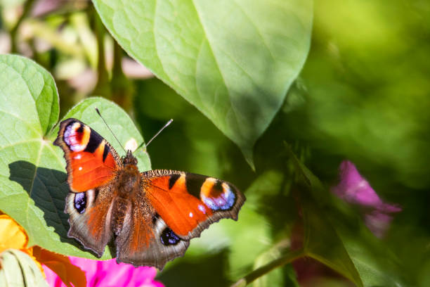 istock Peacock butterfly drinks nectar while sitting on a pink flower close-up on a dark background 1339279569
