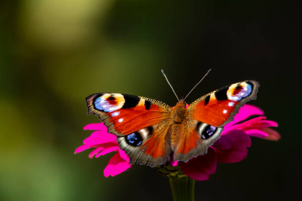 peacock butterfly drinks nectar while sitting on a pink flower close-up on a dark background - 埃歐 個照片及圖片檔