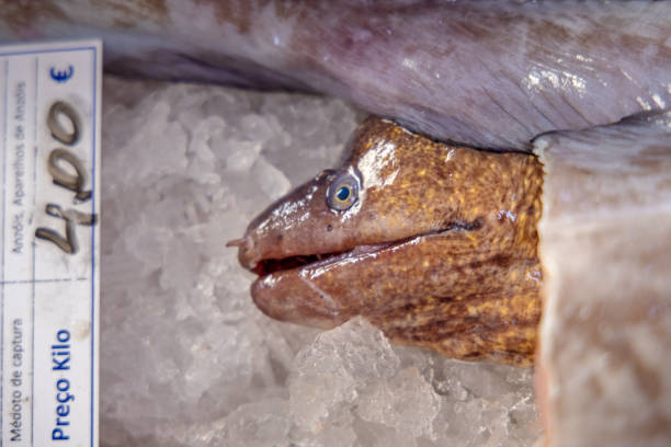Smiling moray eel with a price tag at a fishmongers shop at the mercado which is a marketplace under roof in the center of the city with public access. In several market stalls fresh and locally produced food is sold – mostly fruit and vegetables but also fish and meat. The picture is taken in Ponta Delgada at the Azorean Island San Miguel in the middle of the North Atlantic Ocean.