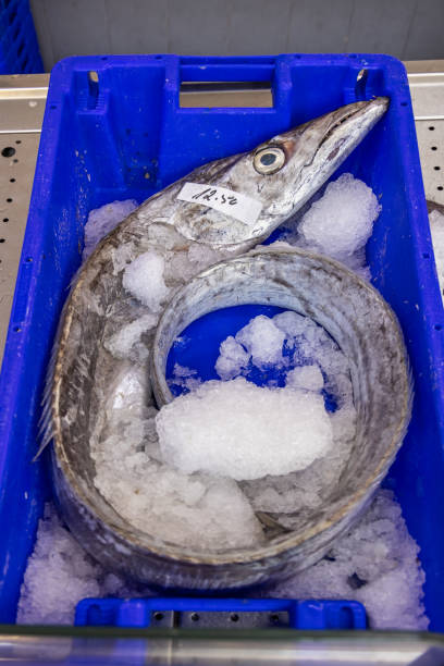 Big-eyed barracuda at a fishmongers shop at the mercado which is a marketplace under roof in the center of the city with public access. In several market stalls fresh and locally produced food is sold – mostly fruit and vegetables but also fish and meat. The picture is taken in Ponta Delgada at the Azorean island San Miguel in the middle of the North Atlantic