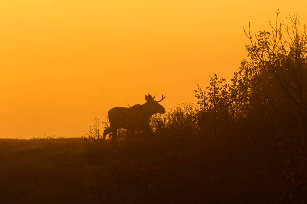 istock Bull Moose in silhouette at sunrise 1339281425