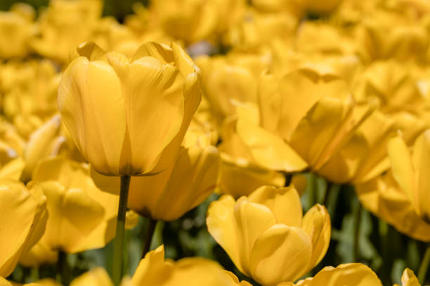 istock tulip flower grown in a garden 1339282331
