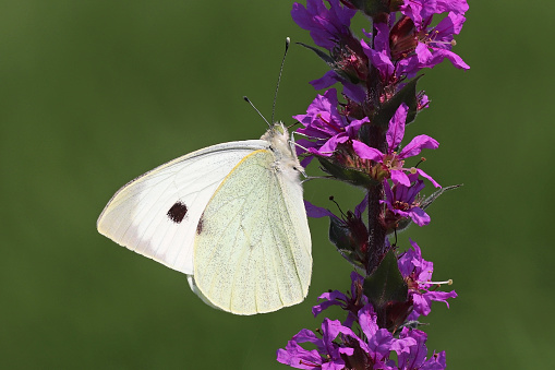 21 august 2021, Kuntzig, Thionville Portes de France, Moselle, Lorraine, Grand Est, France. In a meadow, a Large White landed on a purple loosestrife to forage.