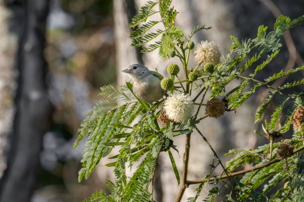 istock Chestnut-vented Conebill (Conirostrum speciosum) on the Branch with Small Flowers 1339282790