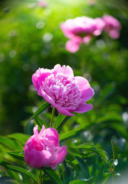 istock Pink peony flower close up 1339282925