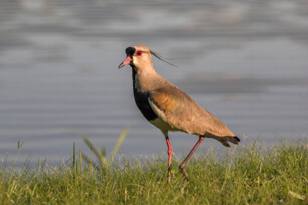 istock Southern Lapwing (Vanellus chilensis) on the Grass on Lakeshore 1339282927