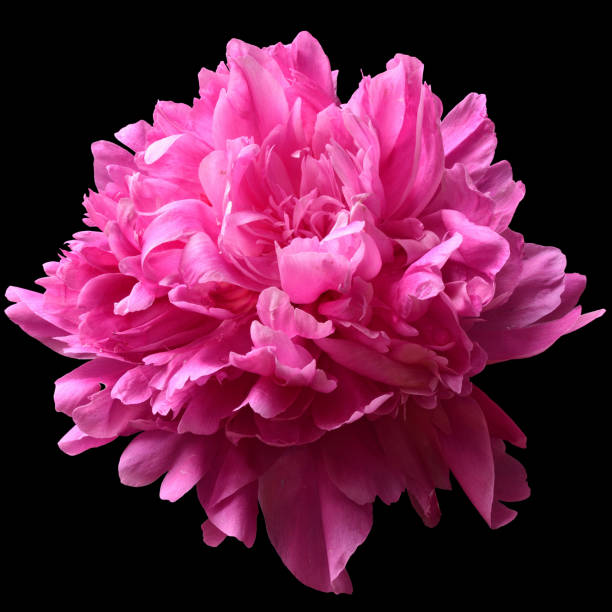Bright pink pion flower close-up isolated on a black background.