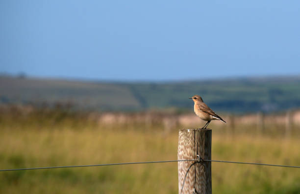 istock Wheatear bird, on post. Devon, UK. Oenanthe oenanthe. 1339284085