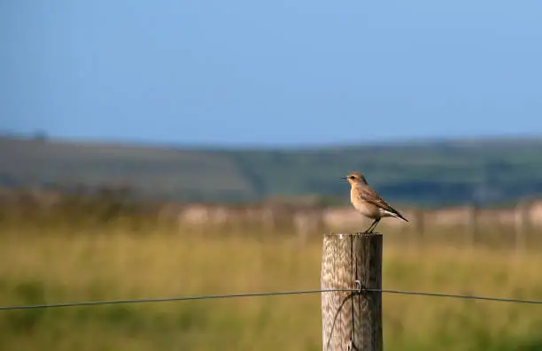 Male Wheatear bird, on post at Northam Burrows, Devon, UK. Oenanthe oenanthe.