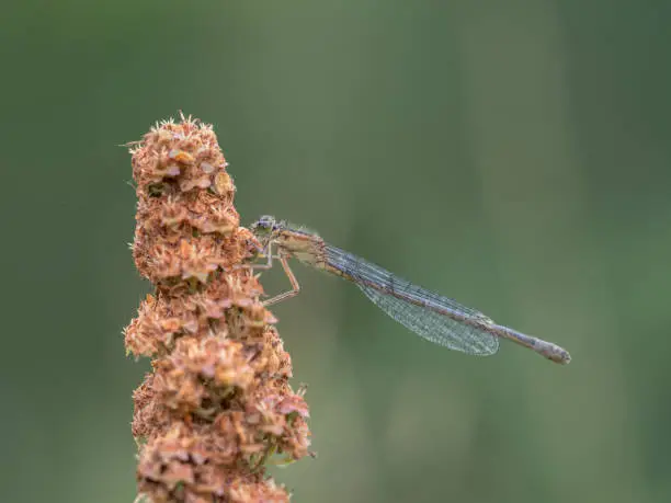 Blue-tailed Damselfly, female, Ischnura elegans, rufescens-obsoleta coloration. Beige and blue-ish.