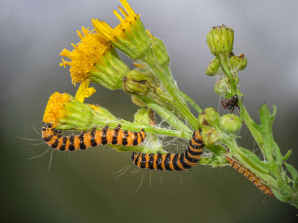 Cinnabar moth caterpillars Tyria jacobaeae feeding on the yellow flowered ragwort, Jacobaea vulgaris.
