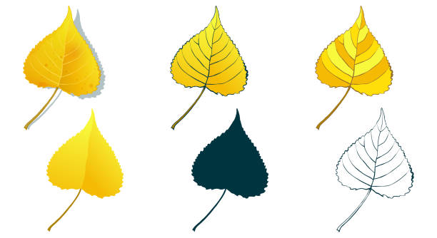 Big set of vector fall tree leaf shapes drawing in different styles Big set of vector fall tree leaf shapes drawing in different styles: hand-drawn sketch, silhouette, flat, cartoon are isolated on white background. Golden aspen leaves coloring sheet. aspen leaf stock illustrations