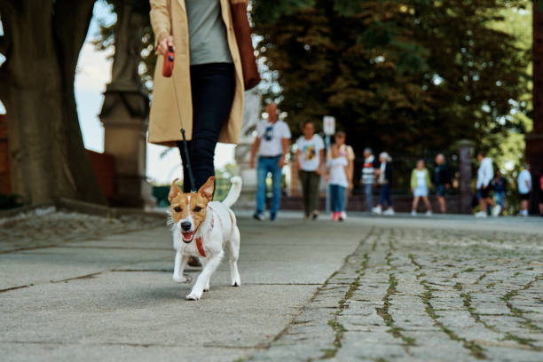 istock Woman walks with dog 1339287168