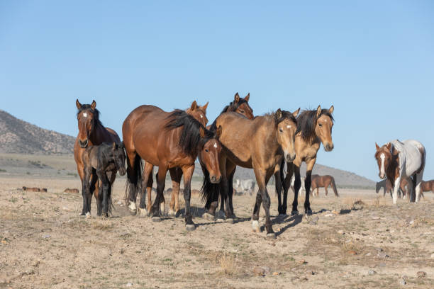 istock Wild Horses in the Utah desert 1339287552