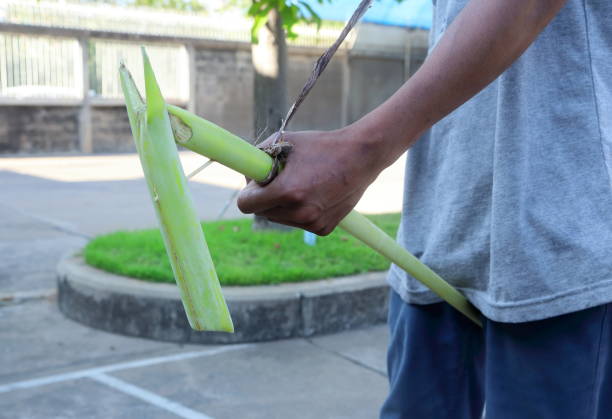 istock man ridding banana tree horse 1339288224