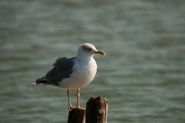 istock Birds in their environment and in full freedom. 1339289325