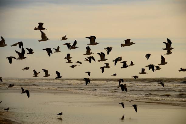 istock Birds in their environment and in full freedom. 1339289328