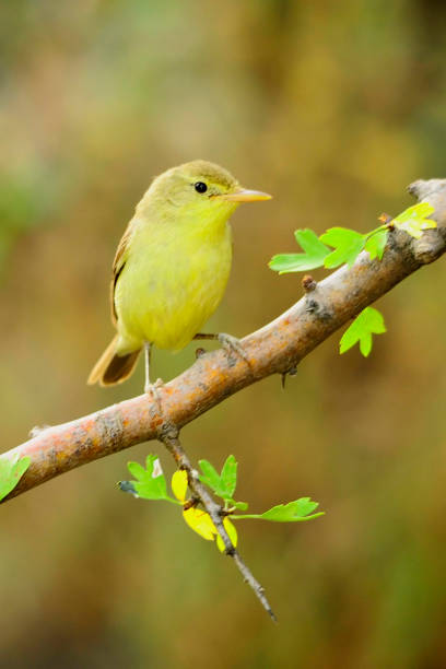 istock Birds in their environment and in full freedom. 1339289390