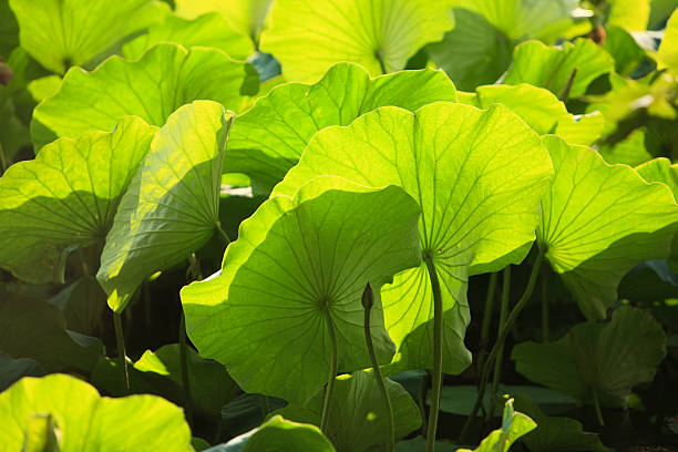 istock Lotus in the Green Lake, Kunming 133929108