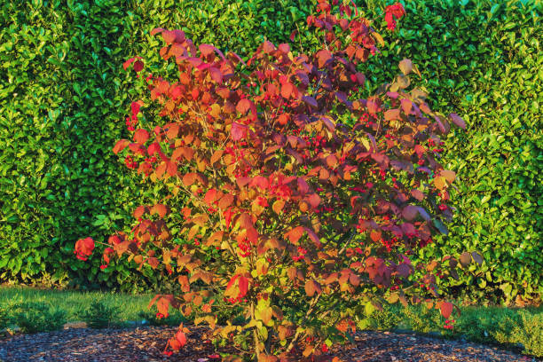 Euonymus planipes ( Spindle tree) shrub with colored leaves and berries in late summer. Beautiful deciduous shrub with vibrant colors and berries against a laurel bay tree hedge. winged spindletree stock pictures, royalty-free photos & images