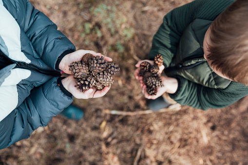 Directly above view of two young brothers holding pine corns they have collected while exploring in Thrunton woods together in the North East of England.