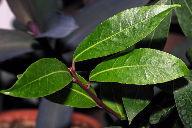 若い植物月桂樹の高貴な成長 ストックフォト