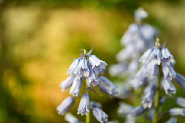 Close up Blooming Bluebell (Hyacinthoides hispanica) on Blurred Background