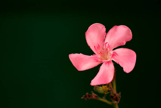 istock Beautiful Pink Flower on Black Background 1339297854