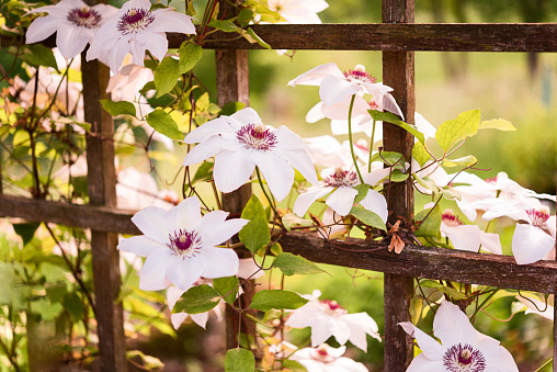 Red flowers of Clematis viticella in the garden. Summer and spring time.