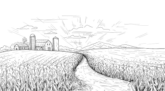 Corn field. Hand drawn agricultural engraving with summer and autumn maize cobs. Farm house and silos. Black and white farmland sketch. Scenery sunrise rustic panorama. Vector nature landscape scene