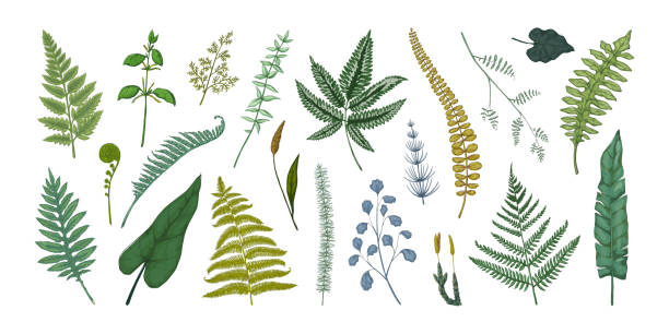 Fern leaves. Hand drawn sketch of forest foliage. Plant bourgeons and sprouts. Bracken or horsetail fronds. Vintage botanical collection graphic template. Vector flora elements set Fern leaves. Hand drawn sketch of forest foliage. Isolated plant bourgeons and sprouts. Green bracken or horsetail fronds. Vintage botanical collection graphic template. Vector flora elements set frond stock illustrations
