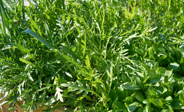 istock Arugula urban homestead orchard field 1339299236
