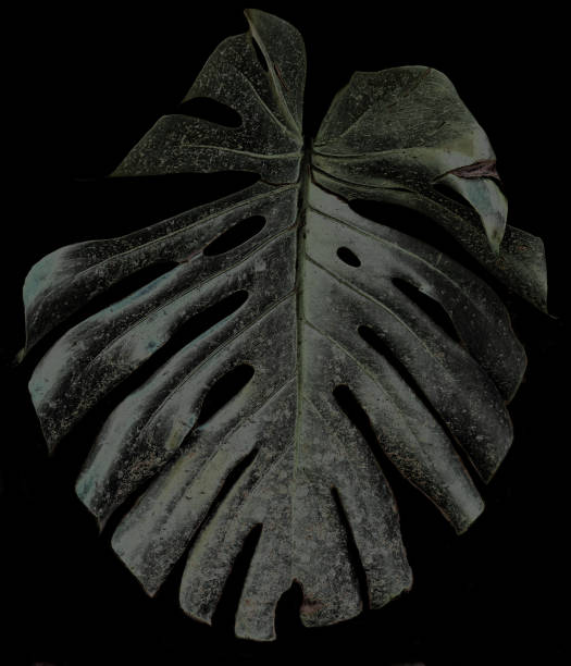 istock Monstera leaves with Isolate on black background. deco concept. vertical 1339302107
