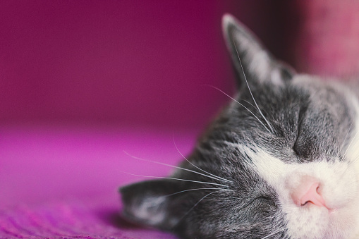 A closeup of domestic cat sleeping on a couch. With copy space.