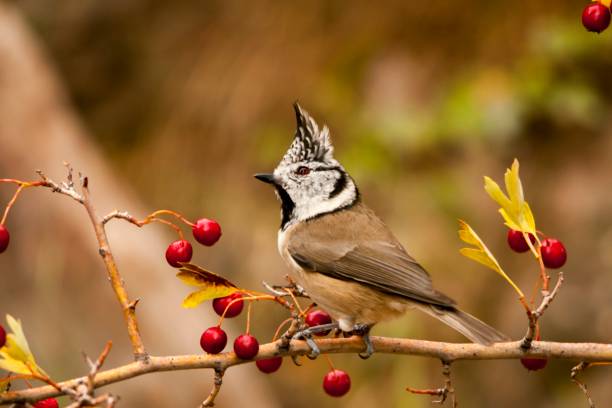 istock Birds in their environment and in full freedom. 1339303062